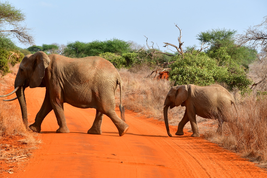 Tsavo East National Park